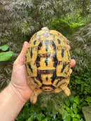 Libyan Greek Tortoise Adult Female