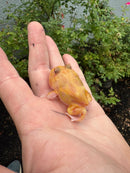 Mutant  Pacman Frog