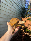 Forstens Tortoise Adult  Male 11 (Indotestudo forstenii)