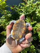 Ornate Diamondback Terrapin Female