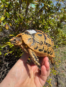 Libyan Greek Tortoise Adult Female