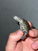 Hi White Concentric Diamondback Terrapin 2023