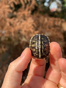 HI YELLOW Florida Box Turtle Baby
