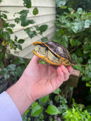 Pastel Clown Red Eared Slider Turtle Breeder Male