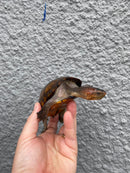 Red Cheeked Mud Turtle Adult Trio
