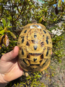 Libyan Greek Tortoise Adult Female