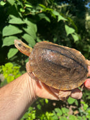 Golden Coin Box Turtle Adult Female (Cuora trifasciata )