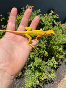 Crimson Red Albino Green Iguana 2026