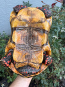 Red Foot Tortoise Adult Male