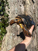 Barbados Red Foot Tortoise Adult Pair
