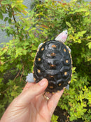 Ornate Diamondback Terrapin Male