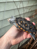 Flowerback Ornate Diamondback Terrapin Female