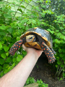 HI COLORED Suriname Red Foot Tortoise Adult Pair 6 (Chelonoidis carbonaria)