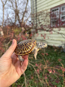 Desert Box Turtle Adult Female CB