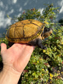 Pacific Giant Musk Turtle Adult Male