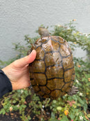 Spanish Pond Turtle Adullt Pair