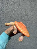 Albino Pink Bellied Sideneck Turtle Young Adult Female