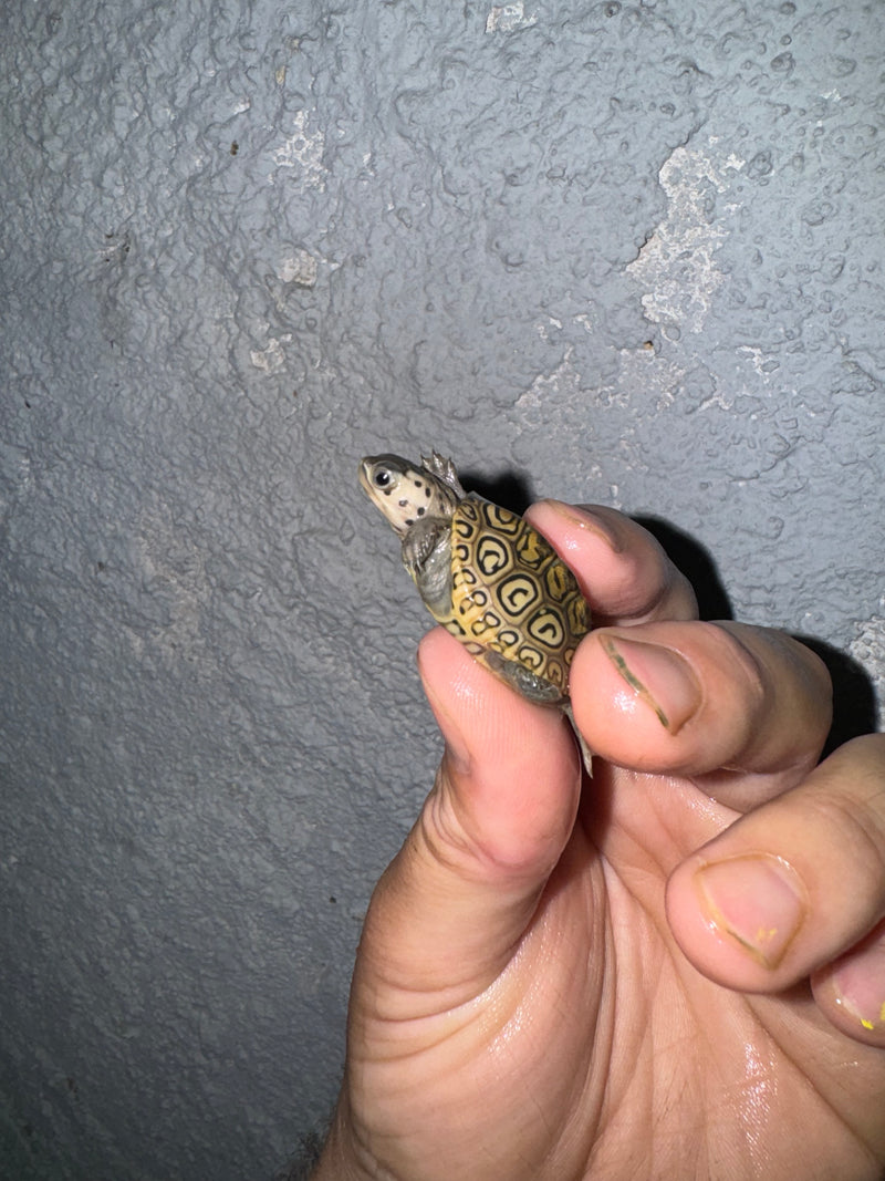 Hi White Concentric Diamondback Terrapin 2024