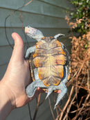 Ornate Diamondback Terrapin Female