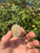 Albino Florida Snapping Turtle 2026