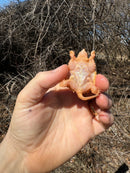 Baby Albino Common Snapping Turtle Female