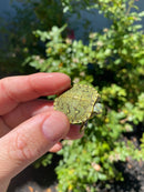Mitch Clown Red Eared Slider Turtle