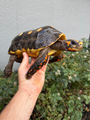 Red Foot Tortoise Adult Male