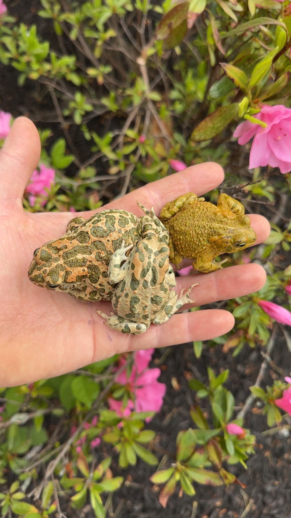 Egyptian Giant Green Toad For Sale | American Reptile Distributors