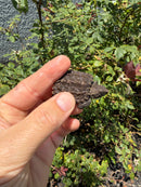 Alligator Snapping Turtle X Florida Snapping Turtle