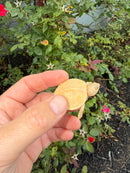 Albino Mississippi Map Turtle Baby