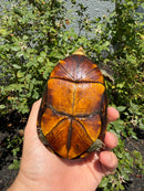 Red Cheeked Mud Turtle Adult Trio