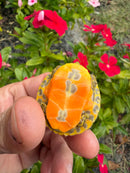 Albino T+ Florida Red Bellied Turtle 2026