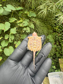 Paradox Albino Common Snapping Turtle 2025