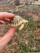 Hi White Leopard Tortoise 2026