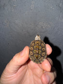 Hi White Concentric Diamondback Terrapin 2025
