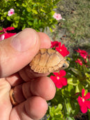 Hypomelanistic HOT PINK Razor backed Musk Turtle 2026