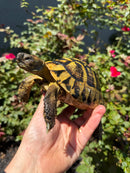 Eastern Hermann's Tortoise Adult Male