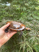 Twist-necked Turtle LTC Female