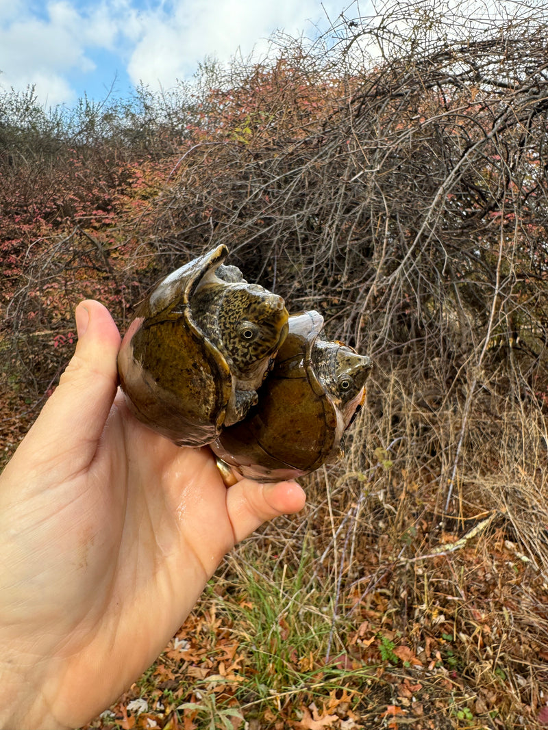 Stripe-necked Musk Turtle Adult Pair