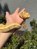 Banana Ball Python Mixed Morph Female