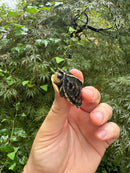 HI YELLOW Florida Box Turtle 2025