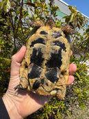 Libyan Greek Tortoise Adult Male