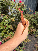Red Salt Marsh Water Snake Adult Female