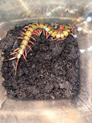 Barbados Giant Centipede (Scelopendra angulata)