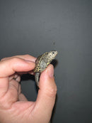 Concentric Diamondback Terrapin 2023 (Malaclemys terrapin)