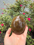 Yellow Mud Turtle Adult Pair
