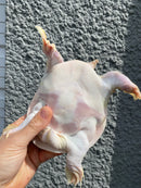 Albino Chinese Softshell Turtle Adult Male