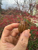 Hi Orange Vietnamese Black Breasted Leaf Turtle Baby 2025