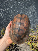 Reeves Turtles Adult Pair