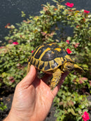 Eastern Hermann's Tortoise Adult Female